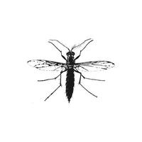 detalhado Preto e branco mosquito ilustração vetor