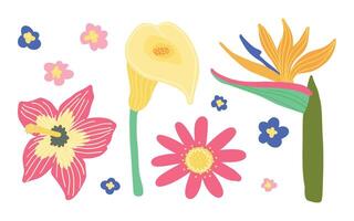 colorida tropical flores e folhas ilustração, apresentando hibisco, calla lírio, e pássaro do paraíso. vetor