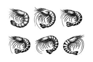 conjunto do camarão ilustração. mão desenhado Preto e branco camarão linha arte ilustração, isolado branco fundo vetor