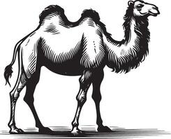 esboço do caminhando camelo vetor