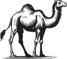 esboço do caminhando camelo vetor