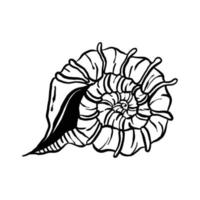 coleção de ilustração concha sem cor. animal náutico animado em gráfico vetorial para design criativo. animação de objeto aquático isolada no fundo branco. vetor