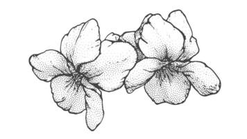 Primavera flores desenhando com arte de linha em branco fundo vetor