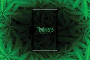 cannabis ou maconha verde folhas fundo Projeto vetor