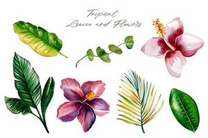 aguarela tropical flores e folhas. conjunto do exótico folhas. Palma folhas. mão desenhado floral ilustração. vetor