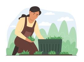 mulher colheita fresco vegetal dentro jardim vetor
