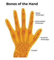 ossos do a mão Ciência Projeto ilustração diagrama vetor