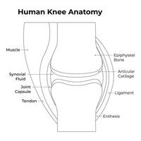 humano joelho anatomia Ciência Projeto ilustração diagrama vetor
