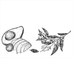 abacate hass gráfico quadro, Armação com ilustração, mão desenhado esboço do vegetal, fatiado abacate, flores. botânico desenhando do tropical fruta. gravação para Comida embalagem Projeto. plantar esboço vetor