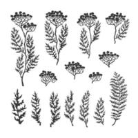 ilustração em preto e branco do vetor conjunto de ervas, plantas e flores. esboços gráficos desenhados à mão para você projetar