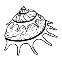 espiral mar Concha monocromático ilustração. Sol transportadora Concha do mar molusco para verão marinho período de férias. tropical oceânico Preto e branco concha esboço vetor