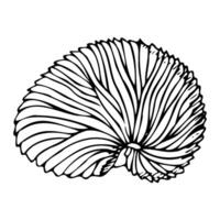 papel nautilus ovo caso linha ilustração. argonauta Concha dentro dentro Preto e branco. marinho oceano animal Concha do mar para exótico tropical desenhos vetor