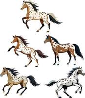 doméstico animal cavalo do a appaloosa procriar vetor