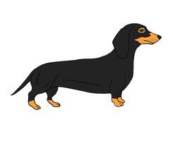 mão desenhado rabisco esboço colori dachshund vetor