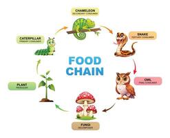 Comida cadeia mostrando a relacionamentos entre uma plantar, camaleão, cobra, coruja, e fungos. ilustração vetor