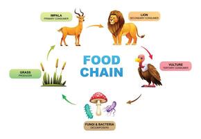 Comida cadeia mostrando a relacionamentos entre uma grama, impala, leão, abutre, fungos e bactérias. ilustração vetor