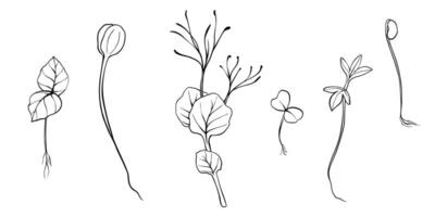 mão desenhado microgreens ilustração. contorno brotos do agrião, espinafre, mostarda agrião e ervilhas, rabanete, cebola, girassol, manjericão plantar. conjunto para cardápio, logotipo, microelementos, saudável estilo de vida vetor