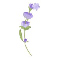 delicado lavanda flor dentro plano estilo. ilustração isolado em branco fundo. vetor