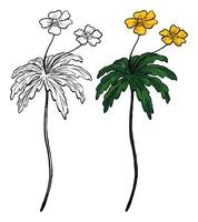 botão de ouro anêmona selvagem flor mão desenhado ilustração. botânico esboço do campo plantar. colori e esboço clipart isolado em branco. vetor