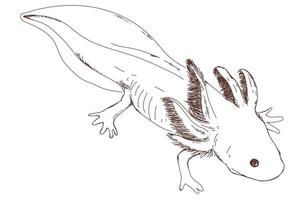 desenho de axolotl fofo, gravura vintage, desenhado à mão vetor