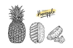 abacaxi fruta desenhado à mão ilustração conjunto vetor