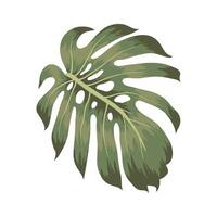 design monstera verde vetor