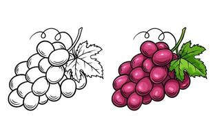 uvas frescas e silhueta em fundo branco