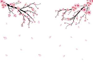 vetor realista de flor de cerejeira em aquarela. ramo de cerejeira com flor desabrochando de sakura. ramo de cerejeira com sakura. flor em aquarela. vetor de ramo de sakura em fundo branco.