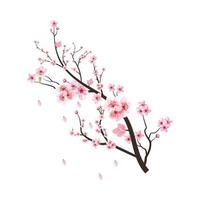 ramo de flor de cerejeira com flor de sakura rosa desabrochando. vetor de ramo de cereja em fundo branco. vetor realista de flor de cerejeira em aquarela. ramo de flor de sakura com flor rosa. flor em aquarela.