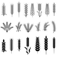 conjunto de ícones de grinaldas de trigo e espigas de grãos vetor