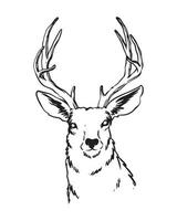 uma ilustração de mão desenhada do veado com chifres fortes. um cervo da vista frontal. um desenho animado de animais selvagens com detalhes.