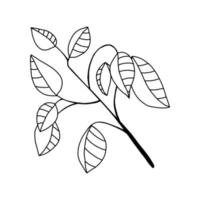 vetor desenho ramo de árvore de choupo com folhas, ilustração vintage desenhada à mão.