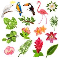 Conjunto de pictogramas de aves e plantas tropicais vetor