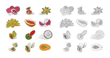 frutas mão desenhada conjunto de vetores de estilo.
