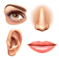 Conjunto de ícones de nariz de lábios de orelha de olho vetor