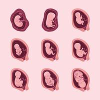nove ícones de desenvolvimento de embriões vetor