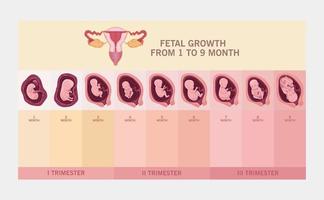 útero e crescimento fetal vetor