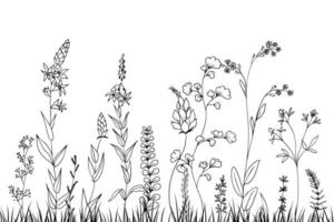 mão desenhada Prado flores e ervas isoladas em branco. ilustração vetorial no estilo de desenho. vetor