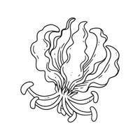 uma bela flor ilustrada em estilo de contorno. flor coleção de ilustrações desenhadas à mão para design floral. uma decoração de elemento para convite de casamento, cartão de felicitações, tatuagem, etc. vetor