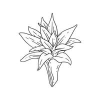 ilustração de planta de casa ornamental em contorno. elemento sem cor em vetor desenhado à mão para decorar convites de casamento, cartões e qualquer projeto em tema floral.