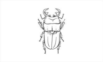 Ilustração do besouro desenhada à mão sem cor vetor