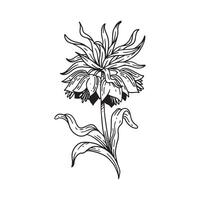 uma bela flor ilustrada em estilo de contorno. flor coleção de ilustrações desenhadas à mão para design floral. uma decoração de elemento para convite de casamento, cartão de felicitações, tatuagem, etc. vetor