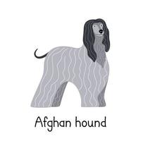 cão raça afegão hound. ilustração em vetor de um animal de estimação vintage