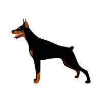 vetor cão fofo doberman pinscher