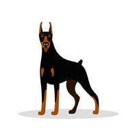 vetor cão fofo doberman pinscher