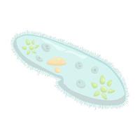 representação esquemática de ciliados paramecium caudatum, organismo unicelular microscópico