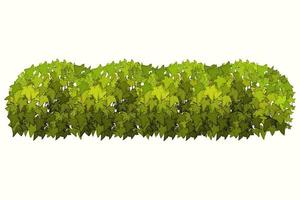 planta ornamental verde em forma de arbusto de jardim hedge.ivy arch.realistic, arbusto sazonal, buxo, folhagem de arbusto de copa de árvore. vetor