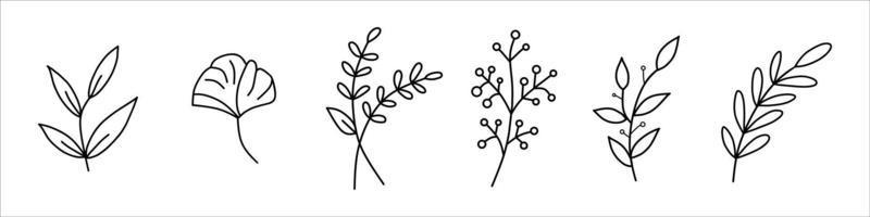 coleção floresta samambaia eucalipto arte folhagem folhas naturais ervas em estilo de linha