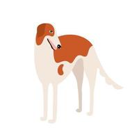 raça de cão galgo russo ou borzoi. cão dos desenhos animados isolado no fundo branco. ilustração vetorial de um apartamento para animais de estimação vetor