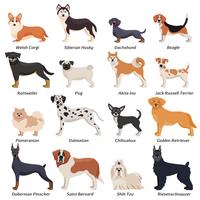 Conjunto de ícones coloridos de cães de raça pura vetor